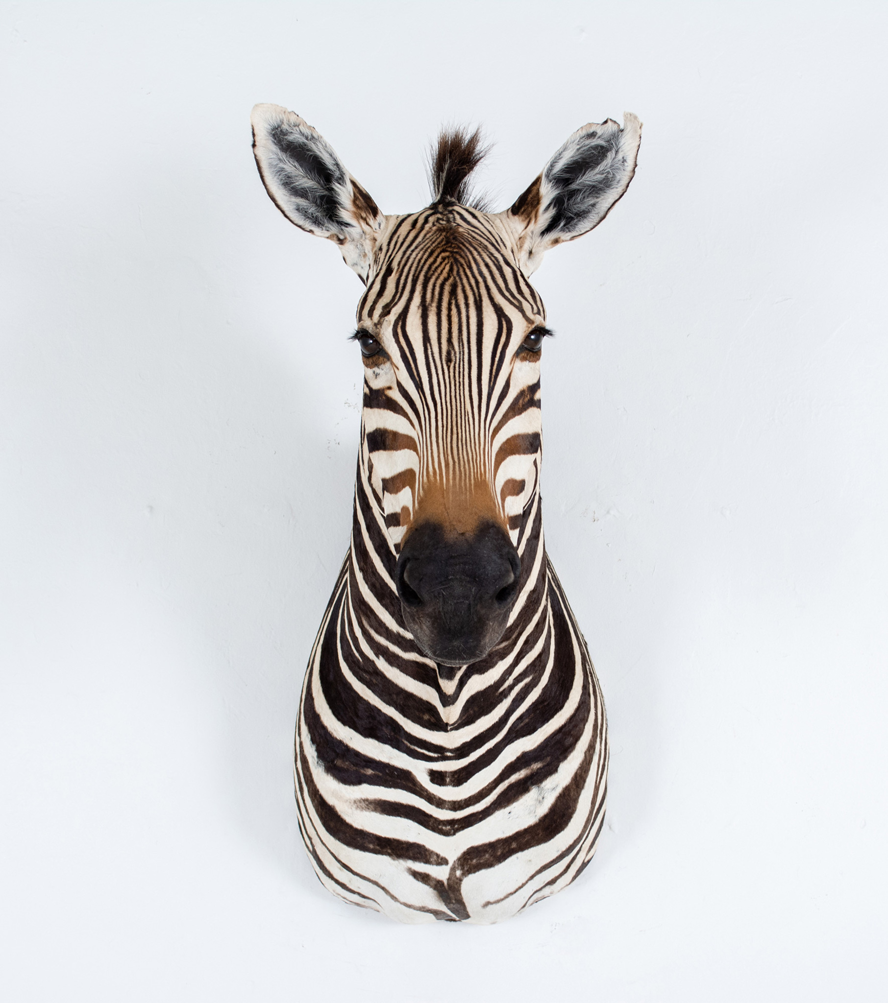Zebra Shoulder Mount Splitting Image Taxidermy